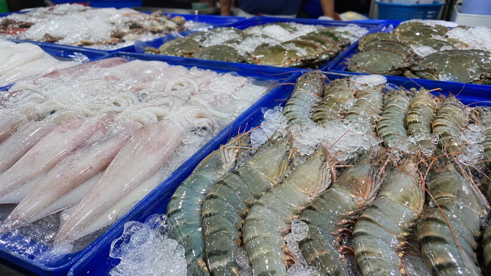 กุ้งและปลาหมึกสดเรียงบนเตียงน้ำแข็งในถาดสีน้ำเงิน